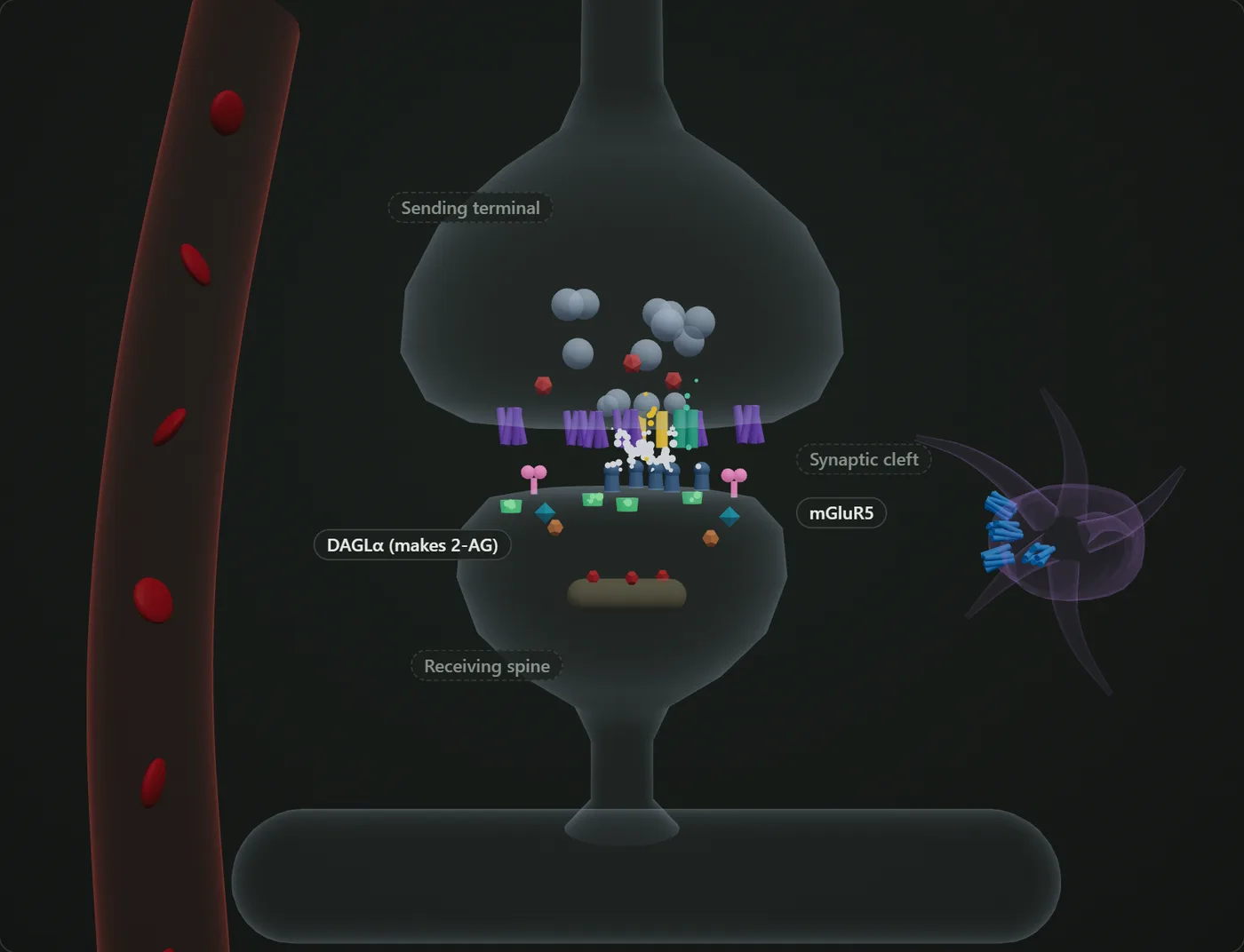 A 3D synapse: the sending terminal, the gap and the receiving spine, with labelled receptors