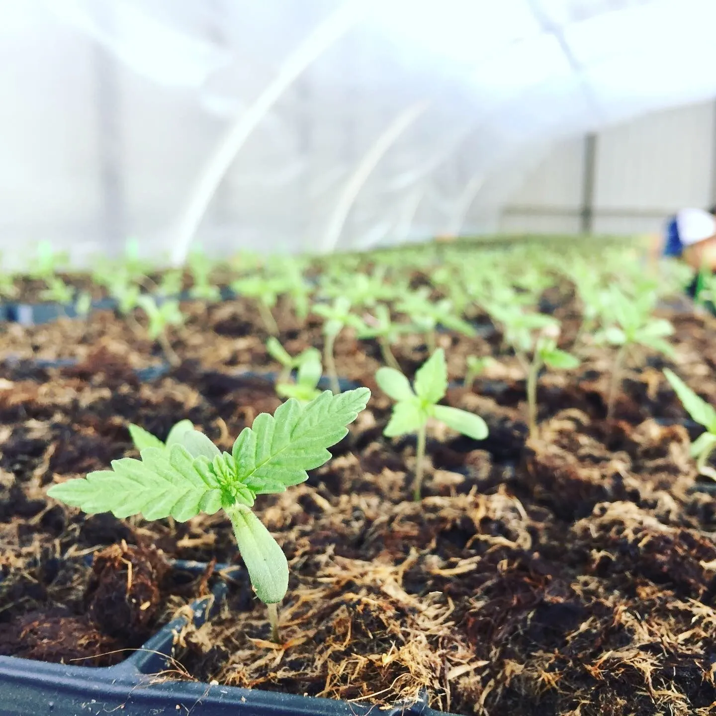 Cannabis photo by Danny Gagaoin: seedlings in a hoop house