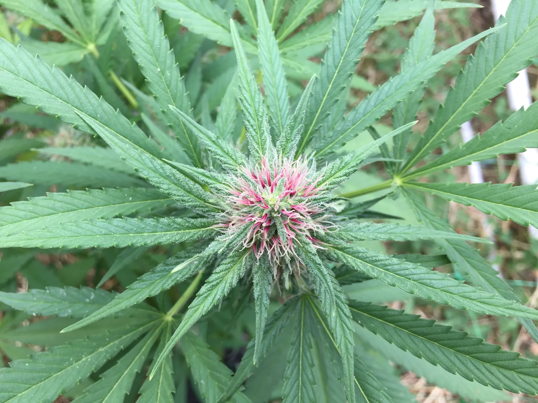 Cannabis photo by Danny Gagaoin: early flower, pistils showing