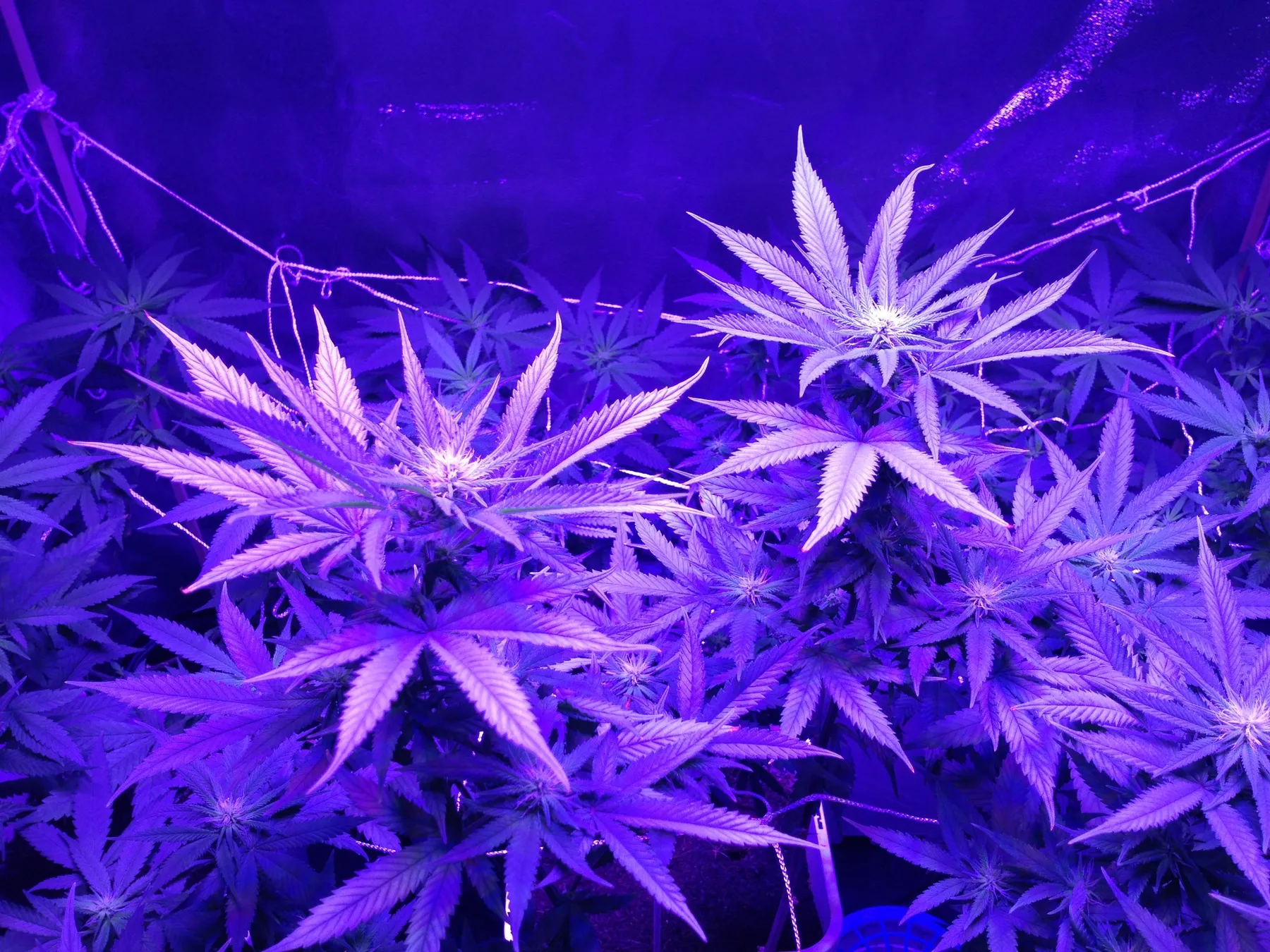 Cannabis photo by Danny Gagaoin: indoor, under led