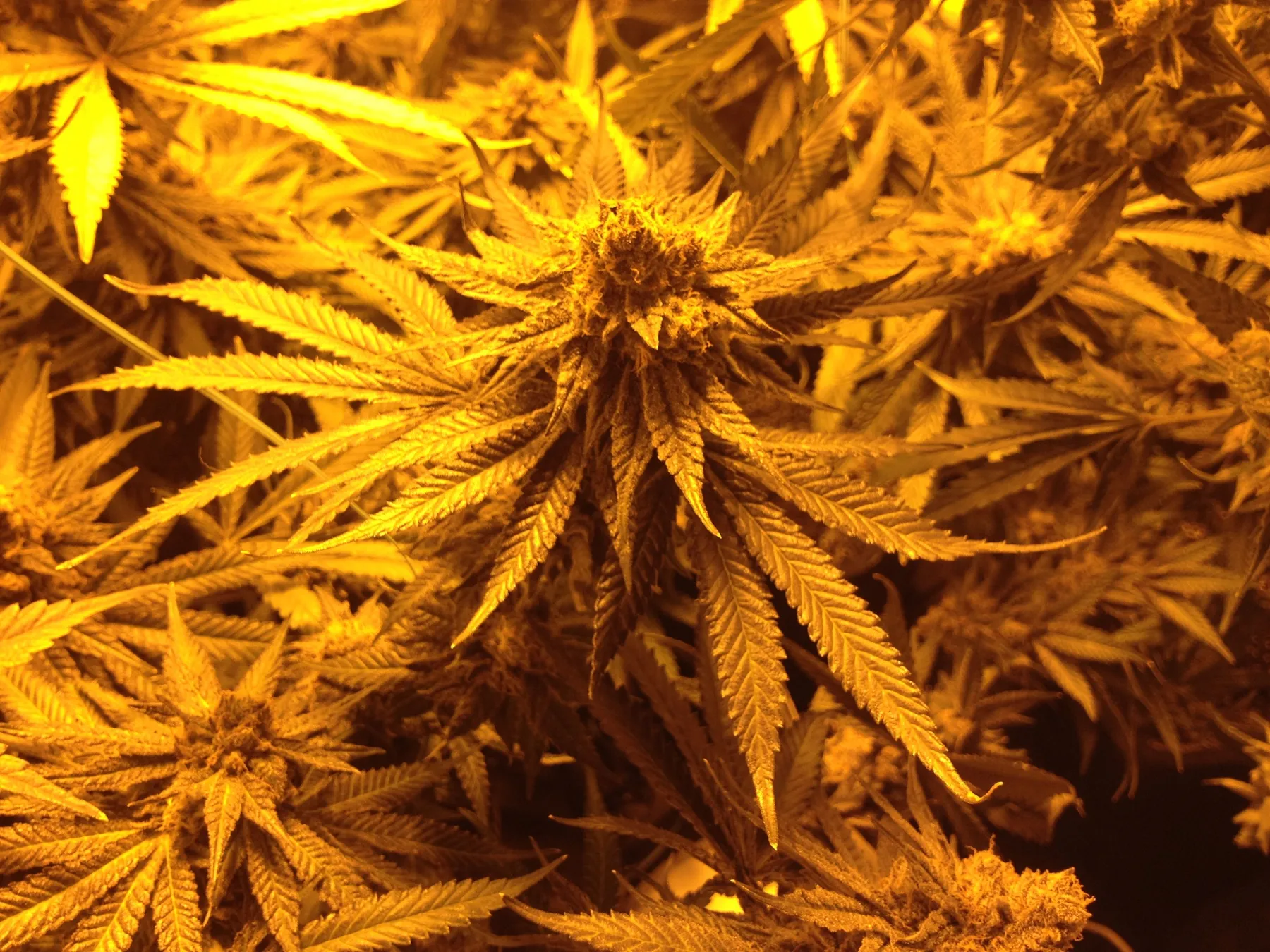 Cannabis photo by Danny Gagaoin: a flowering top under hps