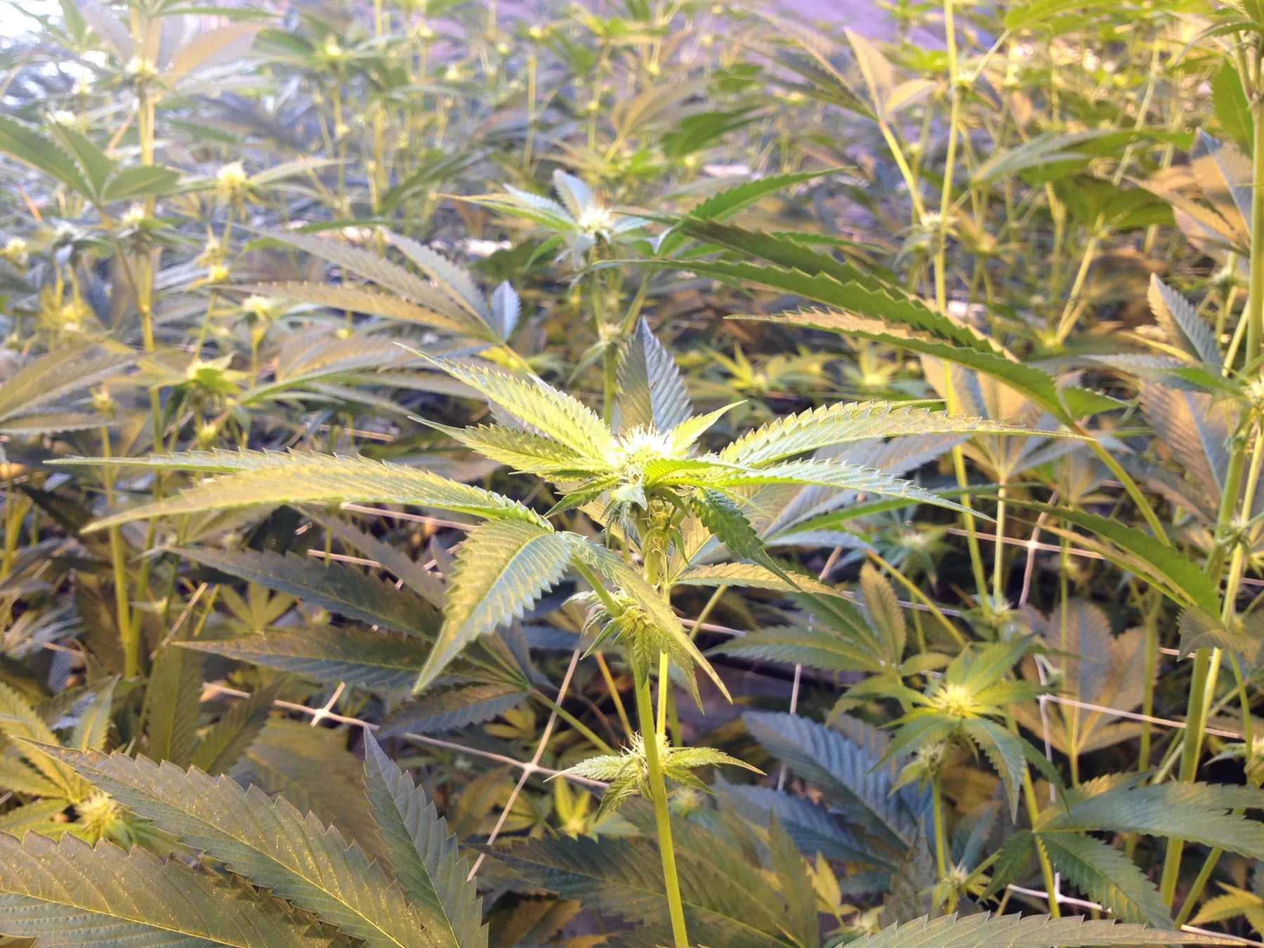 Cannabis photo by Danny Gagaoin: greenhouse canopy