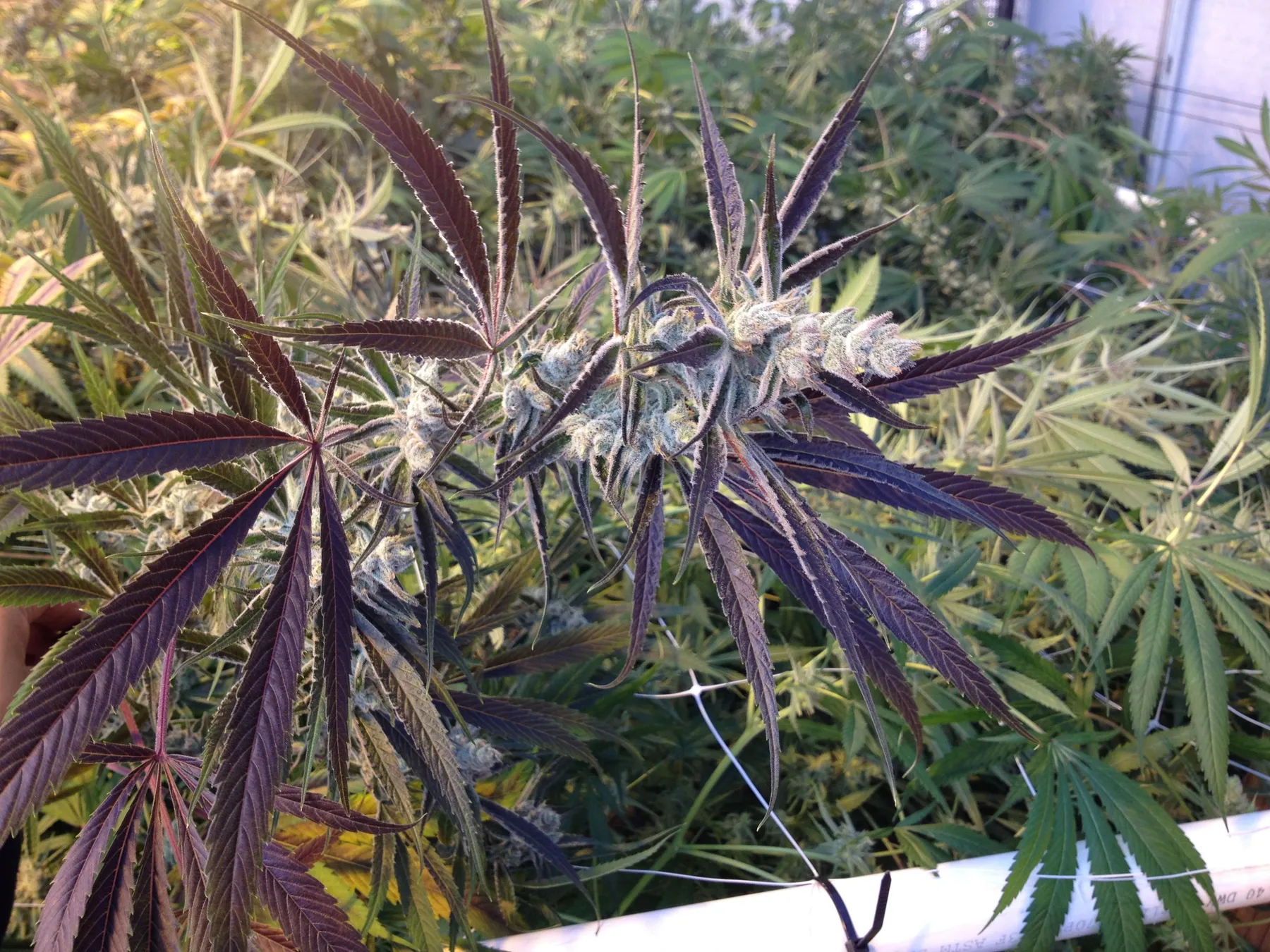 Cannabis photo by Danny Gagaoin: late flower, dark leaves