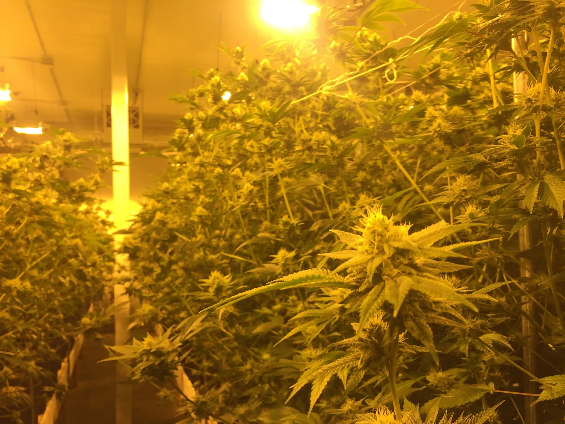 Cannabis photo by Danny Gagaoin: indoor flower room under hps