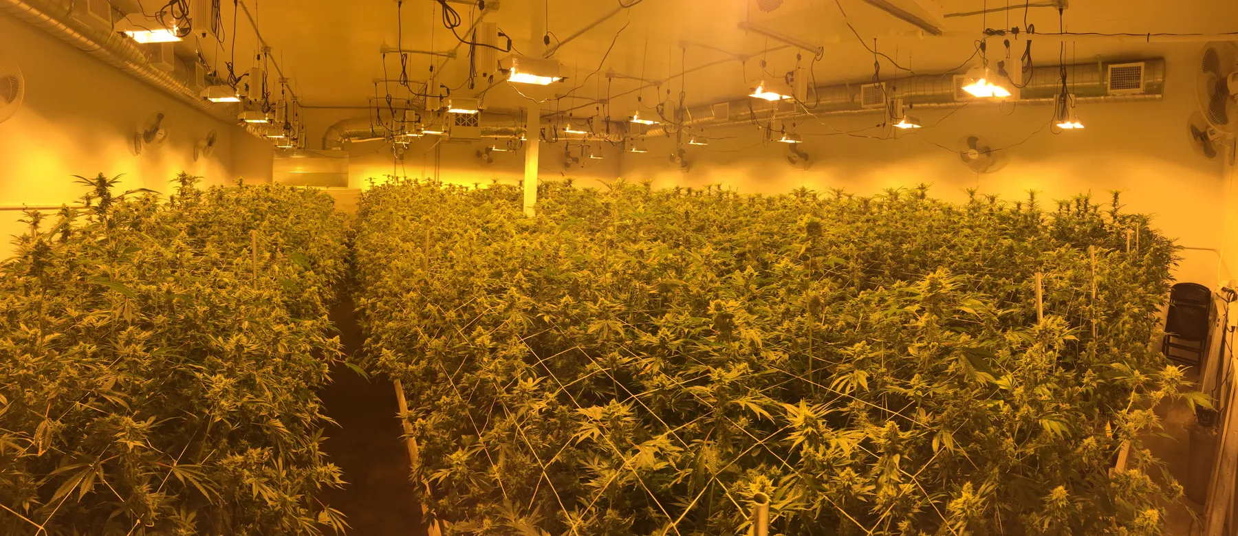 Cannabis photo by Danny Gagaoin: a full flower room under hps