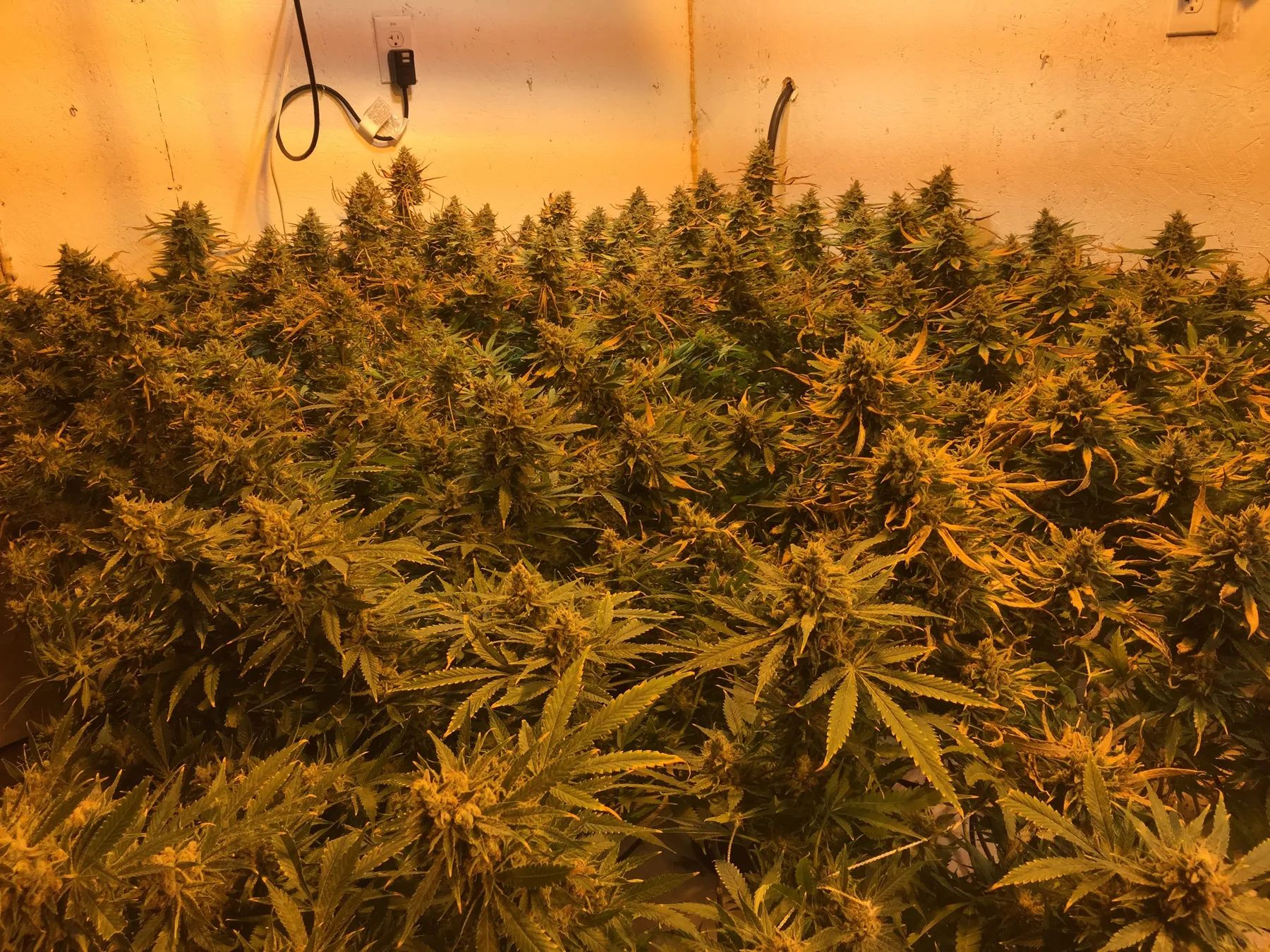 Cannabis photo by Danny Gagaoin: an even canopy in late flower