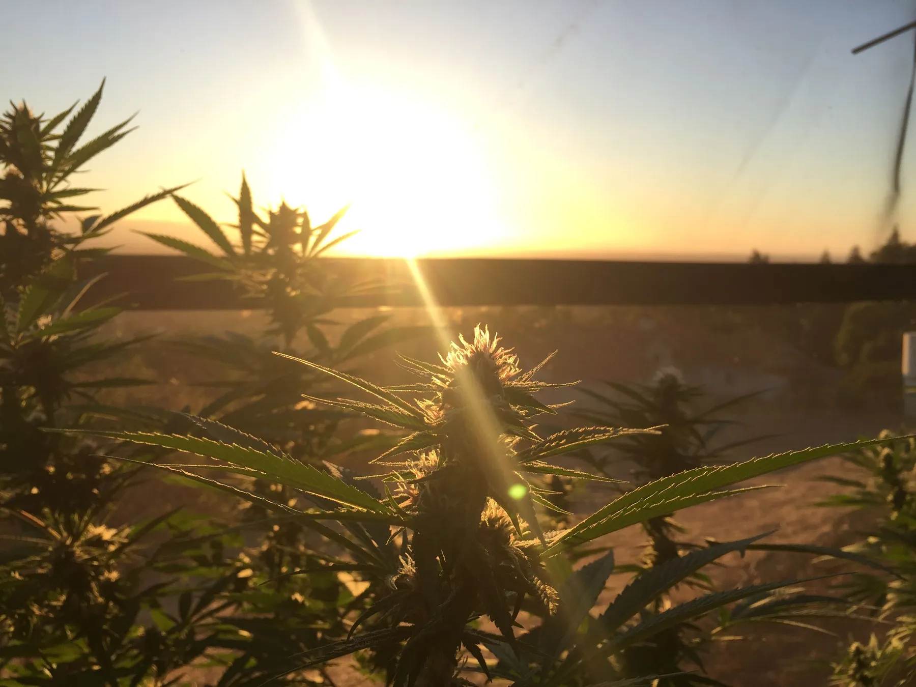 Cannabis photo by Danny Gagaoin: sun-grown, at golden hour