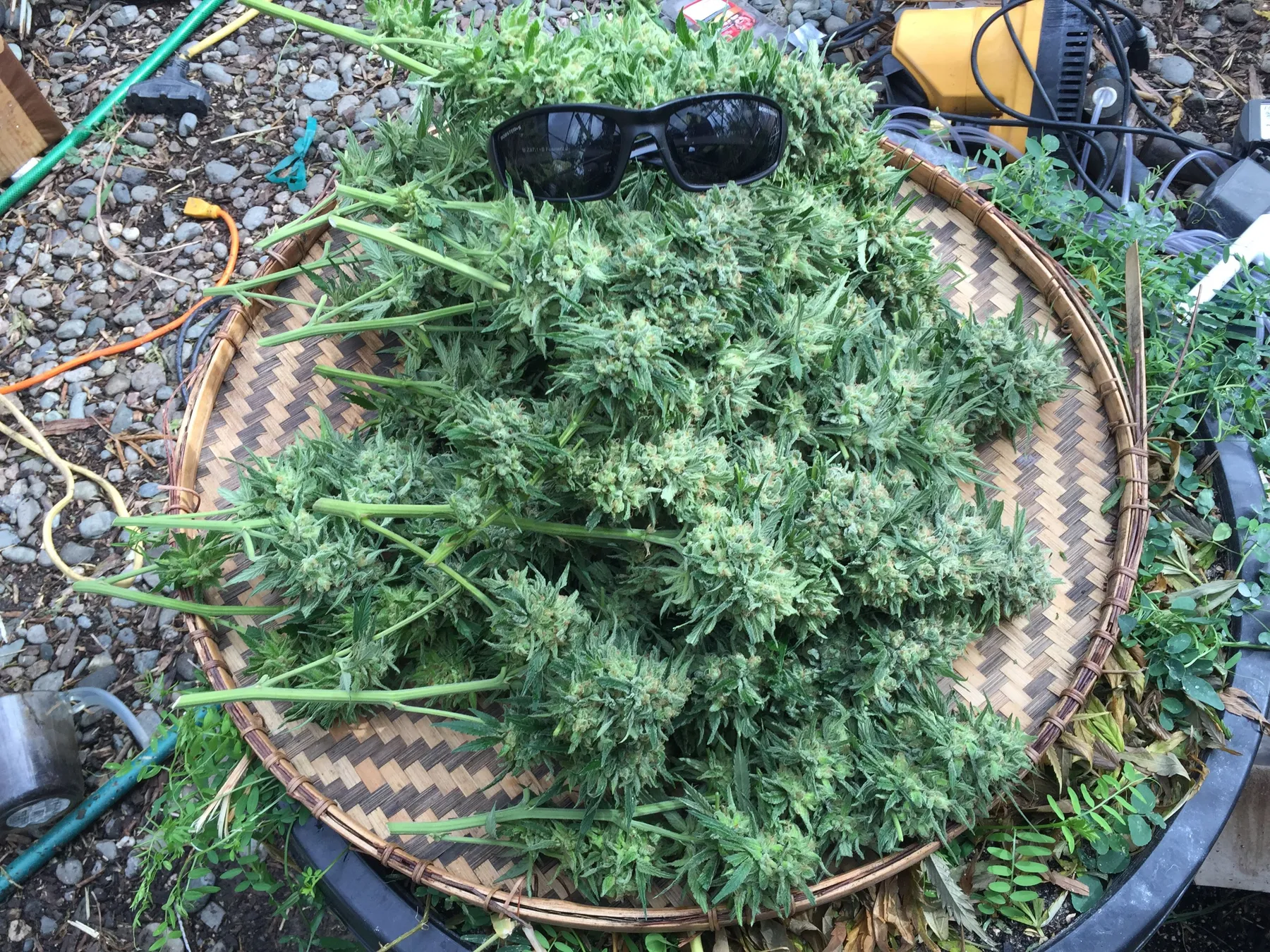 Cannabis photo by Danny Gagaoin: fresh harvest in a basket