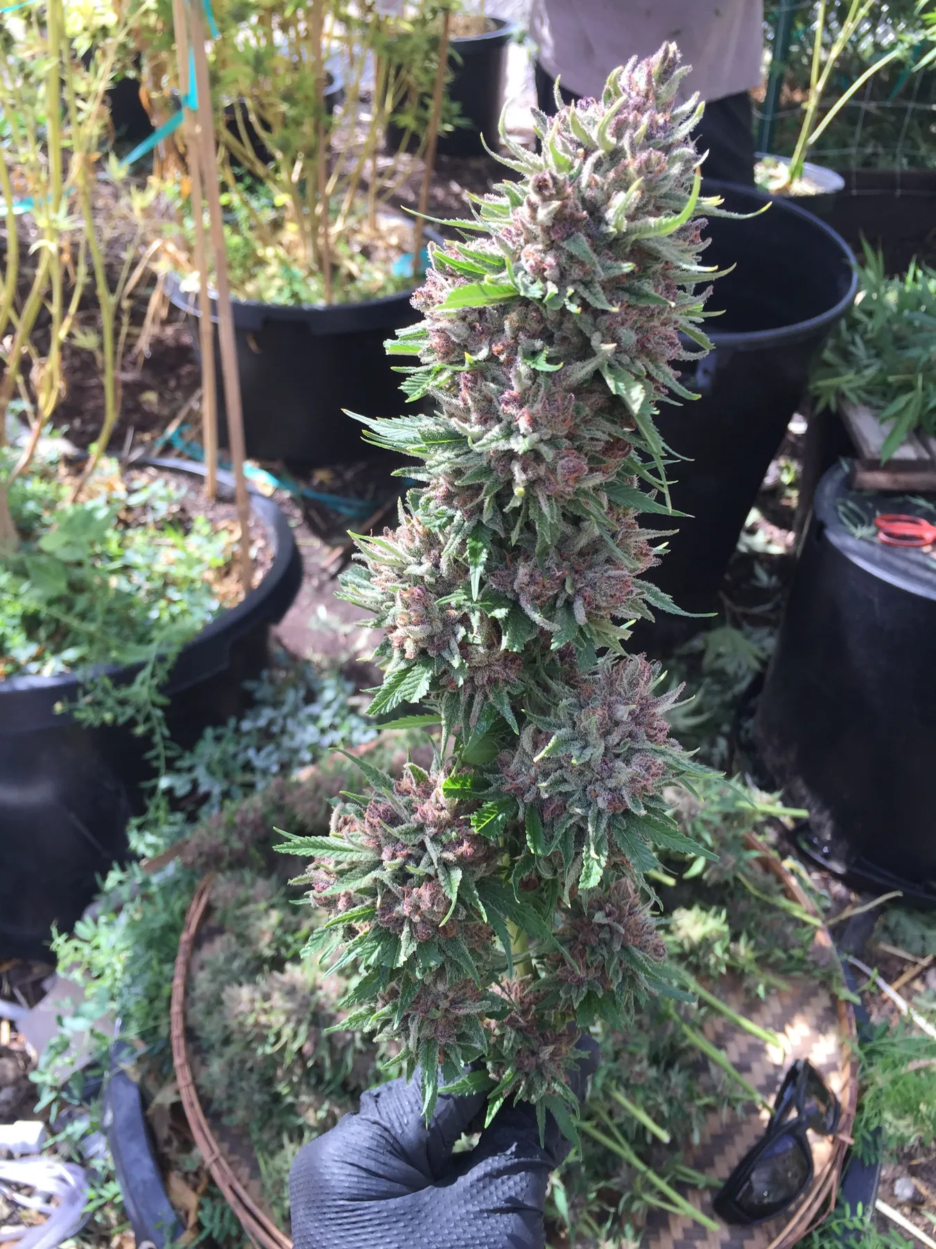 Cannabis photo by Danny Gagaoin: a frosty cola at harvest