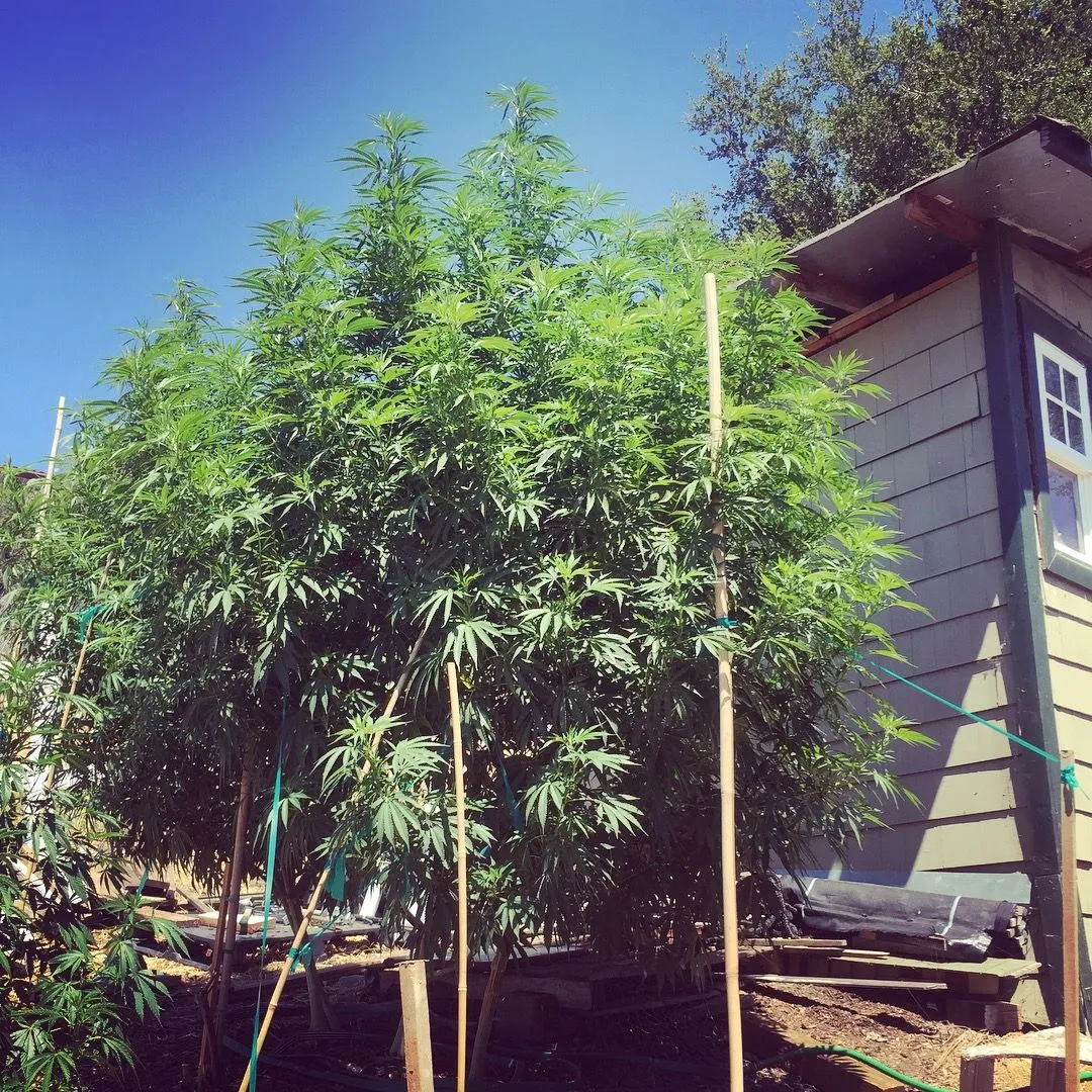 Cannabis photo by Danny Gagaoin: tall outdoor plants, staked