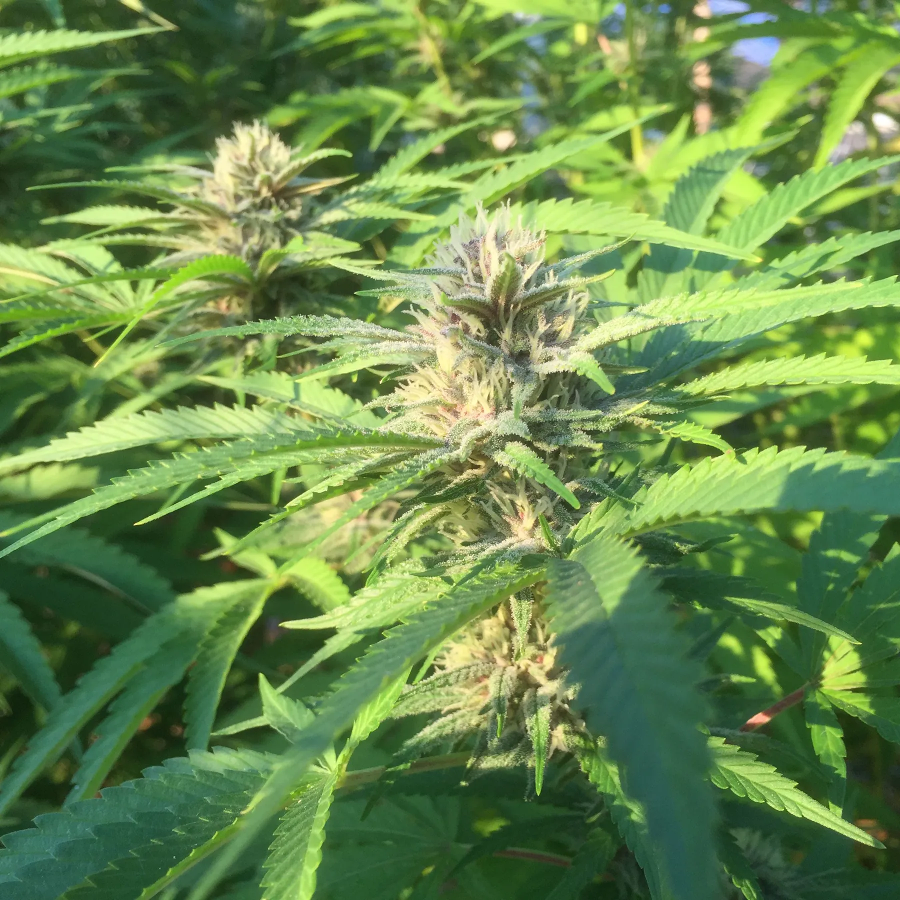 Cannabis photo by Danny Gagaoin: outdoor flower in the sun