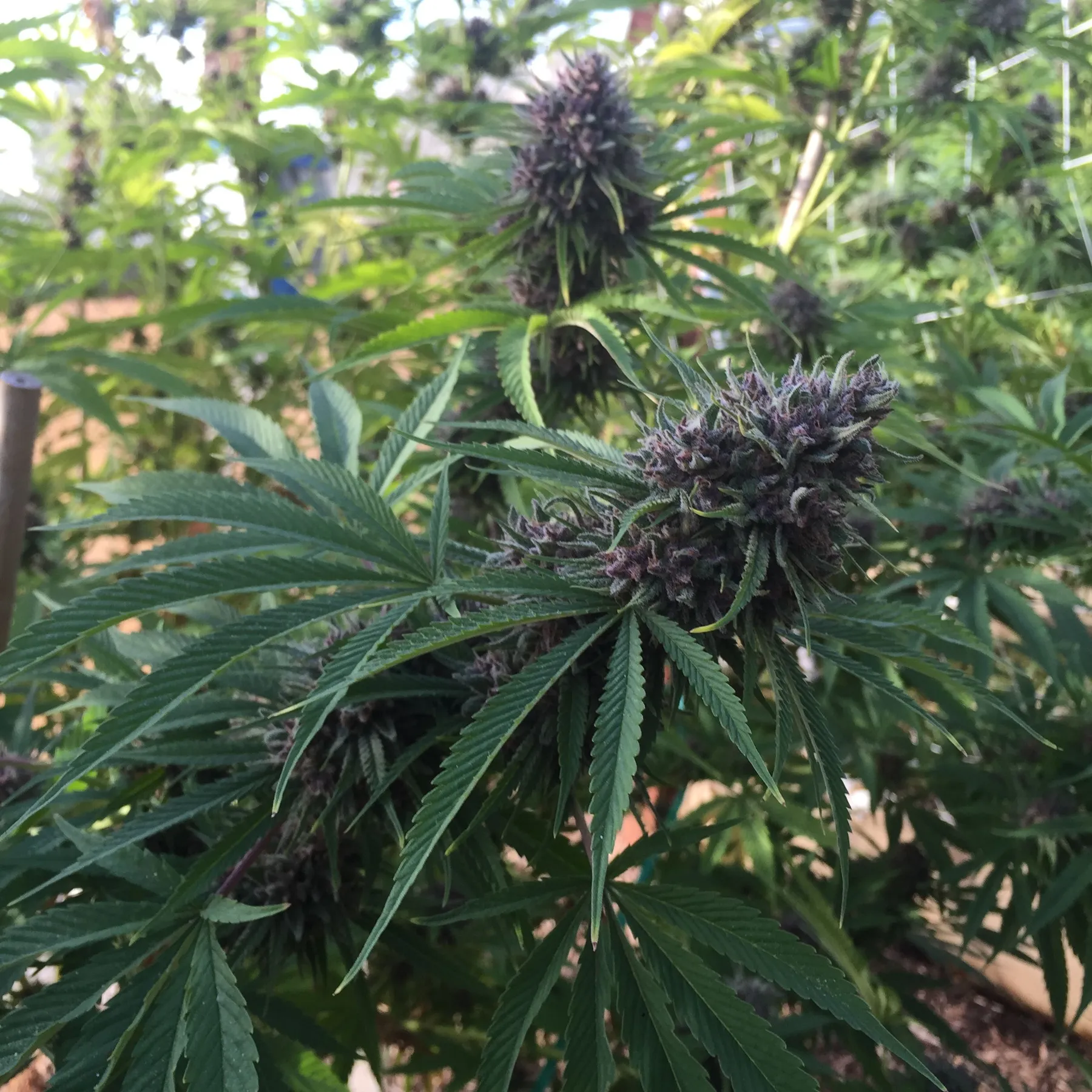 Cannabis photo by Danny Gagaoin: outdoor flower with dark buds