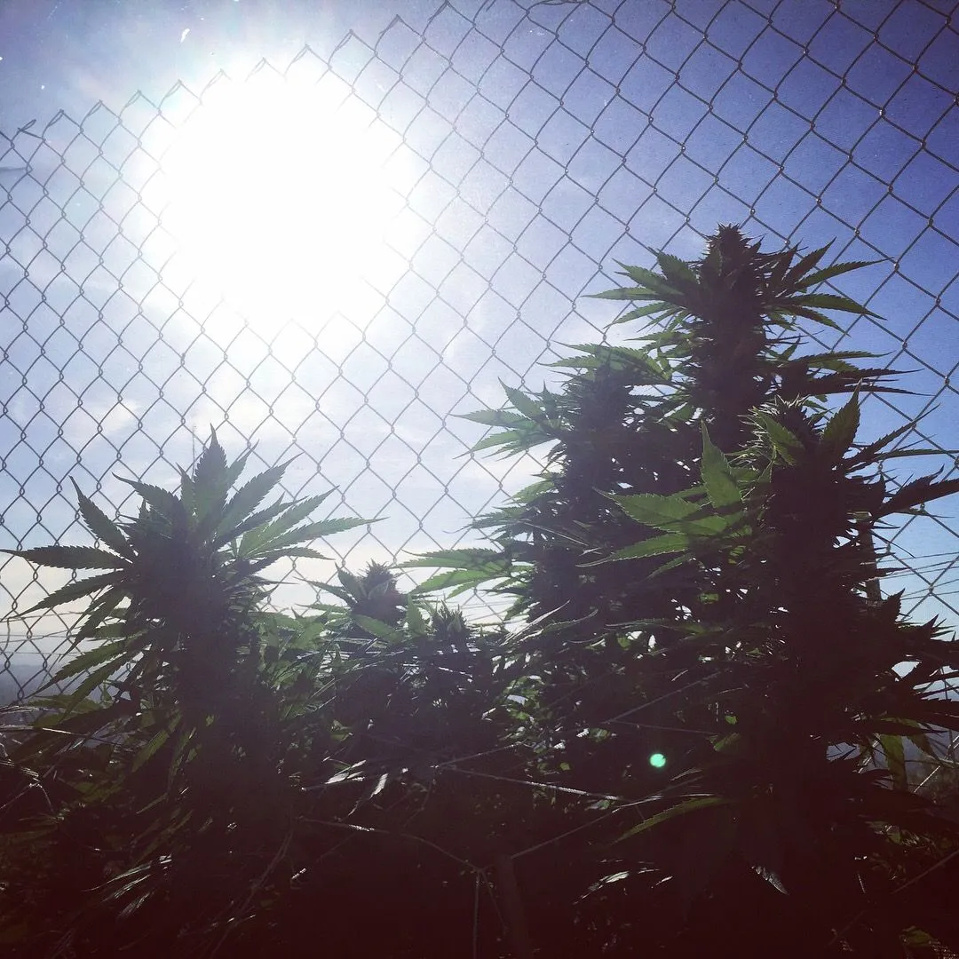 Cannabis photo by Danny Gagaoin: outdoor, against the sun
