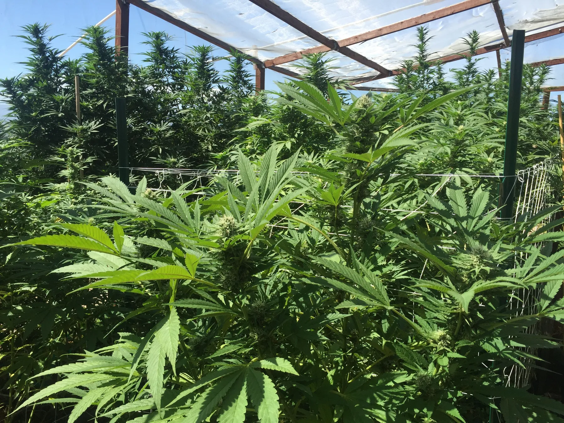 Cannabis photo by Danny Gagaoin: tall plants in an open-sided greenhouse