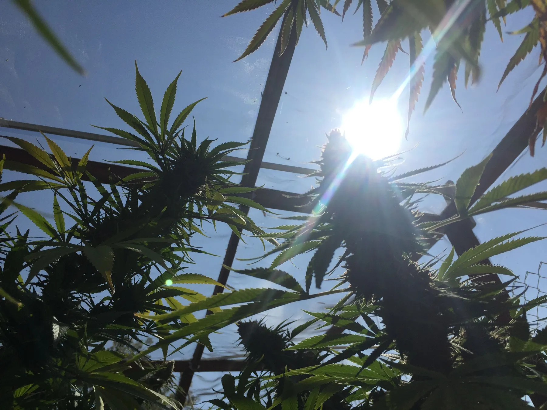 Looking up through a screenhouse roof at flowering cannabis tops and fan leaves, backlit by the sun against a blue sky