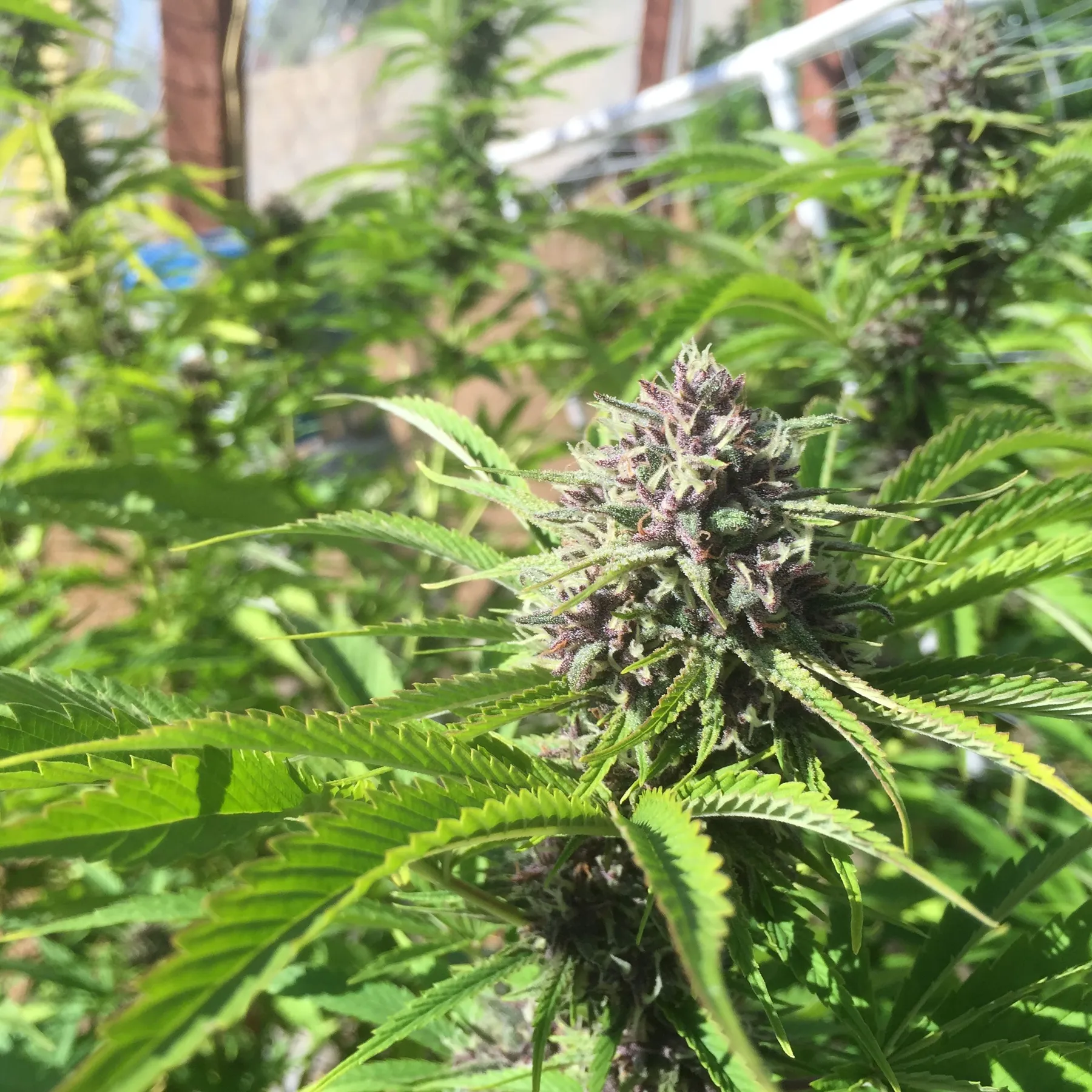 Cannabis photo by Danny Gagaoin: outdoor flower with purple hues