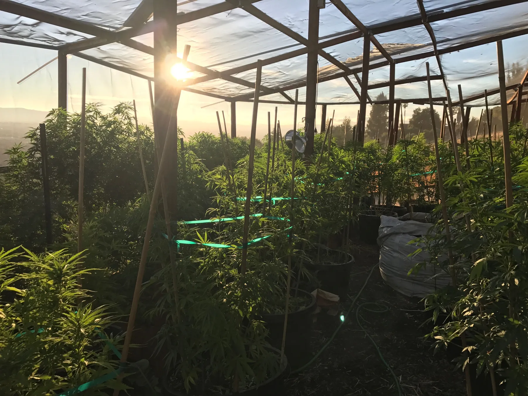 Cannabis photo by Danny Gagaoin: greenhouse rows at sunset